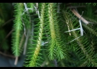 <i>Phlegmariurus reflexus</i> (Lam.) B.Øllg. [Lycopodiaceae]