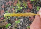 <i>Pseudolycopodiella meridionalis</i> (Underw. & Loyd) Holub [Lycopodiaceae]