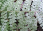 <i>Athyrium dombeyi</i> Desv. [Athyriaceae]