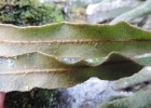 <i>Elaphoglossum dutrae</i> Brade [Dryopteridaceae]