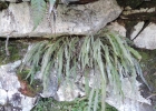 <i>Elaphoglossum dutrae</i> Brade [Dryopteridaceae]