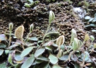 <i>Elaphoglossum montanum</i> Kieling-Rubio & P.G. Windisch [Dryopteridaceae]
