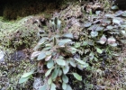 <i>Elaphoglossum montanum</i> Kieling-Rubio & P.G. Windisch [Dryopteridaceae]