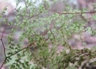 <i>Adiantopsis dichotoma</i> (Sw.) T. Moore [Pteridaceae]