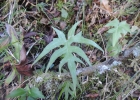 <i>Doryopteris rivalis</i> Sehnem [Pteridaceae]