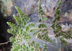 <i>Tryonia myriophylla</i> (Sw.) Schuettp., J.Prado & A.T.Cochran [Pteridaceae]