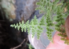 <i>Tryonia myriophylla</i> (Sw.) Schuettp., J.Prado & A.T.Cochran [Pteridaceae]