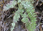 <i>Alansmia reclinata</i> (Brack) Moguel & M. Kessler [Polypodiaceae]
