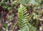 <i>Moranopteris achilleifolia</i> (Kaulf.) R.Y. Hirai & J. Prado [Polypodiaceae]
