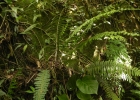<i>Pecluma chnoophora</i> (Kunze) Salino & Costa Assis [Polypodiaceae]