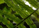 <i>Pecluma chnoophora</i> (Kunze) Salino & Costa Assis [Polypodiaceae]