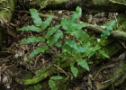 <i>Serpocaulon fraxinifolium</i> (Jacq.) A.R.Sm. [Polypodiaceae]