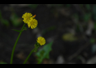 <i>Youngia japonica</i> (L.) DC. [Asteraceae]