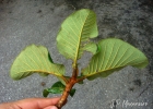 <i>Ficus gomelleira</i> Kunth & C.D. Bouché [Moraceae]