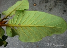 <i>Ficus gomelleira</i> Kunth & C.D. Bouché [Moraceae]