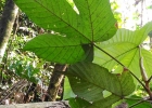 <i>Pourouma guianensis</i> Aubl.  [Urticaceae]