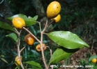 <i>Vantanea compacta</i> (Schnizl.) Cuatrec.  [Humiriaceae]