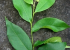<i>Vantanea compacta</i> (Schnizl.) Cuatrec.  [Humiriaceae]