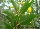 <i>Ouratea vaccinioides</i> (A.St.-Hil. & Tul.) Engl. [Ochnaceae]