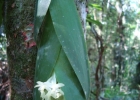<i>Epidendrum vesicatum</i> Lindl. [Orchidaceae]