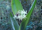 <i>Epidendrum vesicatum</i> Lindl. [Orchidaceae]