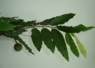 <i>Annona neosericea</i> H.Rainer [Annonaceae]