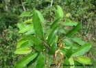 <i>Annona neosericea</i> H.Rainer [Annonaceae]