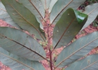 <i>Annona dolabripetala</i> Raddi [Annonaceae]