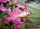 <i>Nematanthus tessmannii</i> (Hoehne) Chautems  [Gesneriaceae]