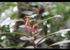 <i>Nematanthus tessmannii</i> (Hoehne) Chautems  [Gesneriaceae]