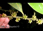 <i>Myrsine umbellata</i> Mart. [Primulaceae]