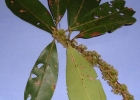 <i>Myrsine umbellata</i> Mart. [Primulaceae]