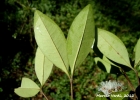 <i>Myrcia glomerata</i> (Cambess.) G.P.Burton & E.Lucas [Myrtaceae]