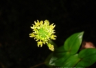 <i>Malaxis excavata</i> (Lindl.) Kuntze [Orchidaceae]