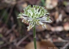 <i>Malaxis excavata</i> (Lindl.) Kuntze [Orchidaceae]