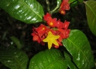 <i>Psychotria nuda</i> (Cham. & Schltdl.) Wawra [Rubiaceae]