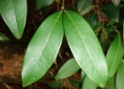 <i>Calyptranthes concinna</i> DC. [Myrtaceae]