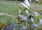 <i>Myrceugenia alpigena</i> (DC.) Landrum [Myrtaceae]