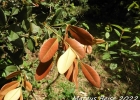 <i>Myrceugenia alpigena</i> (DC.) Landrum [Myrtaceae]