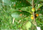 <i>Myrceugenia campestris</i> (DC.) D.Legrand & Kausel [Myrtaceae]