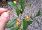 <i>Myrceugenia glaucescens</i> (Cambess.) D.Legrand & Kausel [Myrtaceae]
