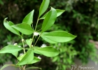 <i>Myrceugenia glaucescens</i> (Cambess.) D.Legrand & Kausel [Myrtaceae]