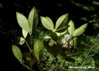 <i>Myrcia glomerata</i> (Cambess.) G.P.Burton & E.Lucas [Myrtaceae]