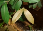 <i>Calyptranthes concinna</i> DC. [Myrtaceae]