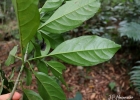 <i>Pisonia ambigua</i> Heimerl [Nyctaginaceae]