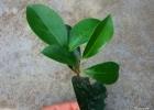 <i>Myrcia dichrophylla</i> D. Legrand [Myrtaceae]