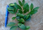 <i>Myrcia guianensis</i> (Aubl.) DC. [Myrtaceae]