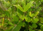 <i>Myrcia guianensis</i> (Aubl.) DC. [Myrtaceae]
