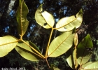 <i>Calyptranthes tricona</i> D.Legrand [Myrtaceae]