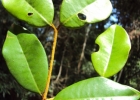 <i>Calyptranthes tricona</i> D.Legrand [Myrtaceae]